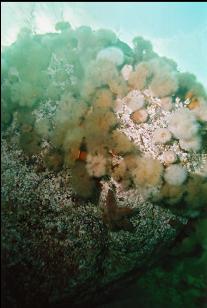 UNDERSIDE OF BOULDER IN SHALLOWS