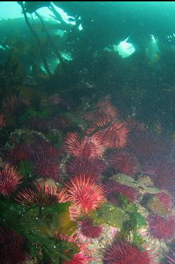 urchins and kelp