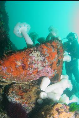 boulder on reef