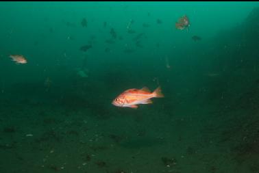 canary rockfish