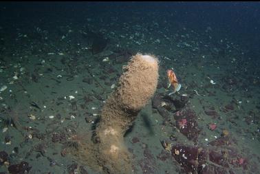 boot sponge at bottom of reef
