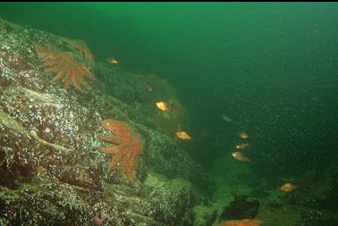 perch, sunflower stars and school of shrimp on right