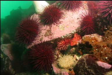 small kelp greenling, urchins and anemone