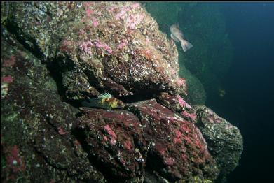 quillback rockfish