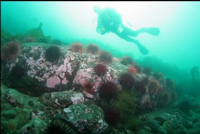 urchins at base of slope