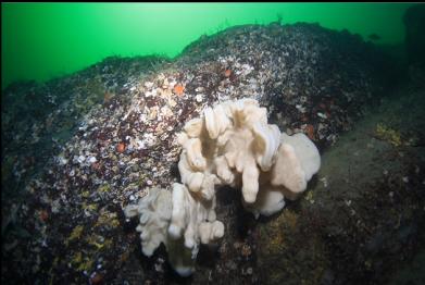 cloud sponge on rocky reef