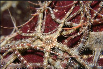 brittle stars