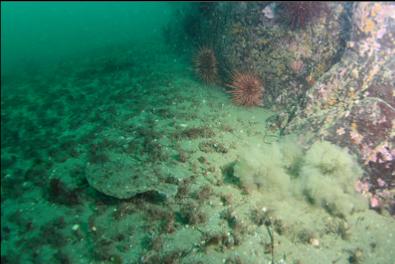 flatfish swimming away