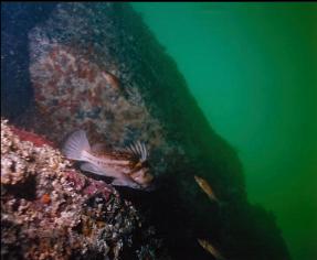 ROCKFISH ON WALL