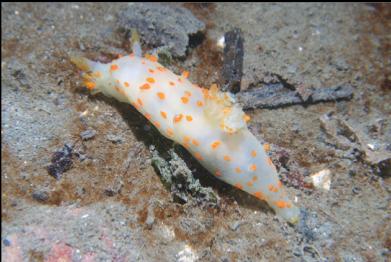 nudibranch on sand next to wreck