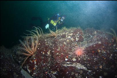 crimson anemone and feather stars