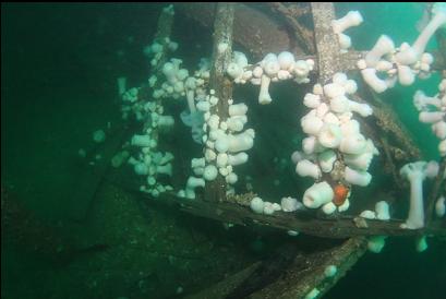 plumose anemones on windows of collapsed wheelhouse