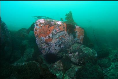 tunicates on side of boulder at tip of reef