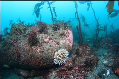 fish-eating anemone