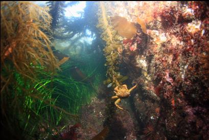 crab on kelp