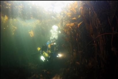 under the kelp