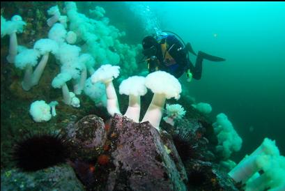 plumose anemones on the wall