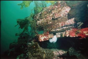 SANDSTONE IN SHALLOWS