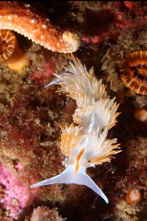 opalescent nudibranch