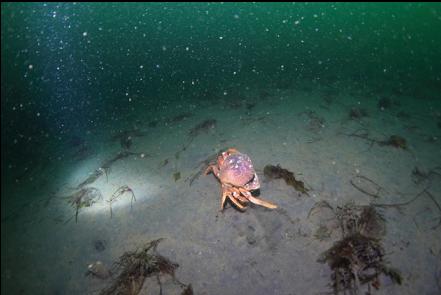 dungeness crab