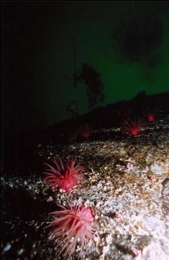 CRIMSON ANEMONES