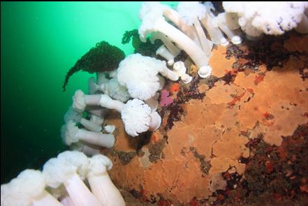 plumose anemones and coating of tunicates
