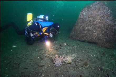 giant nudibranchs