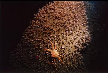 CRAB ON ZOANTHIDS