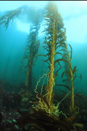 giant kelp