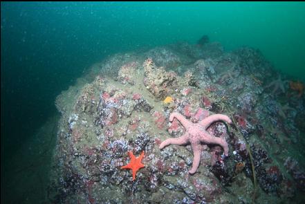 seastars on the reef