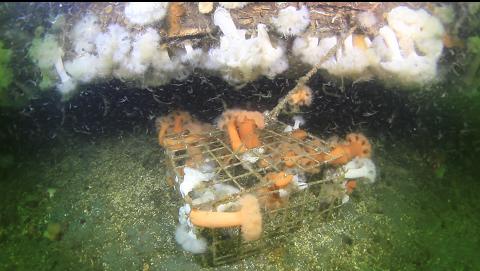 crab trap next to the drydock