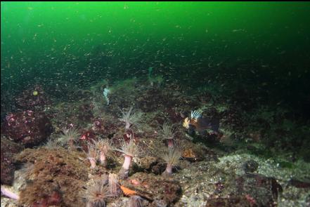 quillback rockfish and tube-dwelling anemones