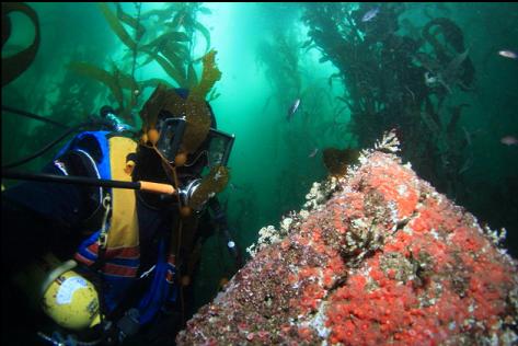 strawberry anemones