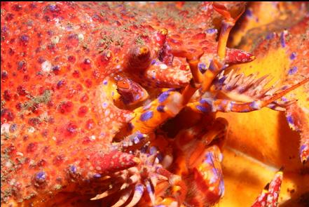 Puget Sound king crab