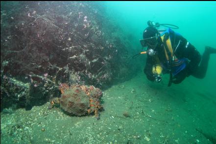 Puget Sound king crabs