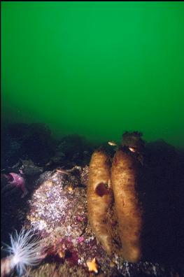 BOOT SPONGES