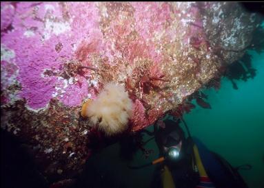 ANEMONE ON BOULDER