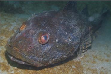 GREAT SCULPIN