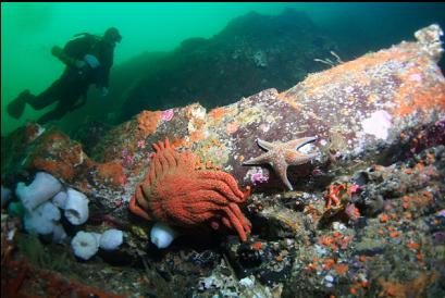 seastars on wall