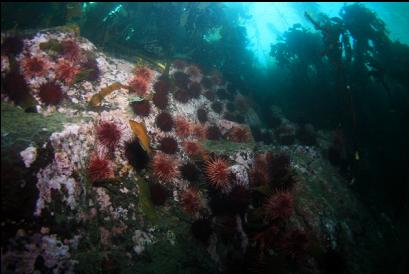 urchins and kelp greenling