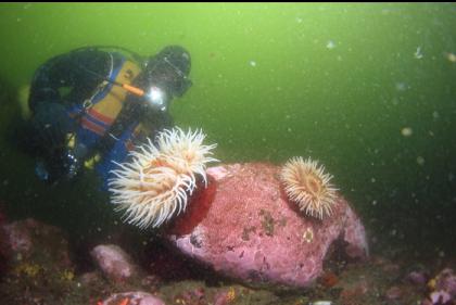 fish-eating anemones