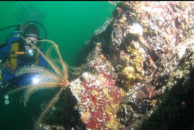 feather star