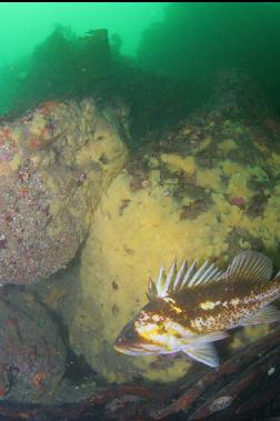 COPPER ROCKFISH NEXT TO SPONGE-ENCRUSTED BOULDER