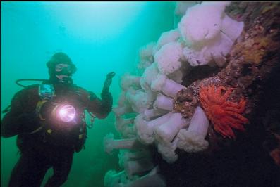 SUNFLOWER STAR AND PLUMOSE ANEMONES ON WALL