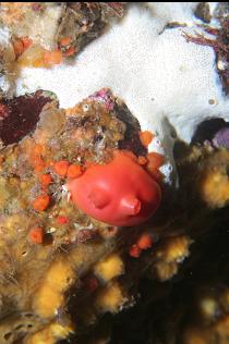 TUNICATES, SPONGE, ETC