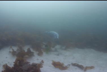 seal swimming away