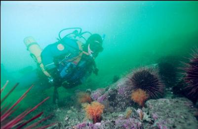 ORANGE BURROWING CUCUMBERS AND URCHINS