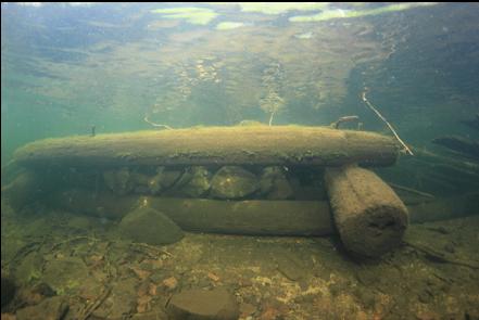 logs and rocks near shore