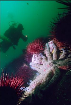 URCHINS AND SUNFLOWER STARS