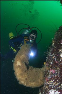 BOOT SPONGE ON WALL